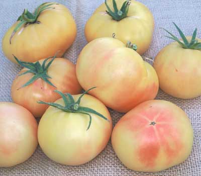 BlushingStar Tomato (F1 Hybrid 70-75 Days)