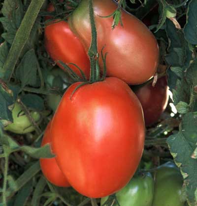 Russian Rose Beefsteak Tomato – Eagleridge Seeds