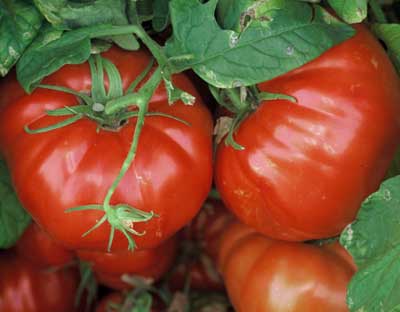 Magnum Beefsteak Tomato – Revival Seeds