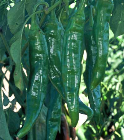 NuMex Joe E. Parker Pepper Seeds