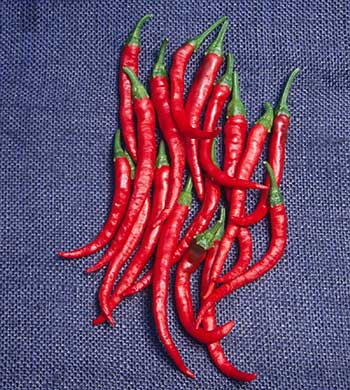 Cayenne Pepper [Large Red Thick] (100+ Seeds)