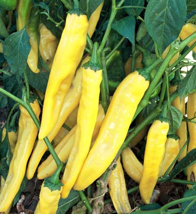 NuMex Joe E. Parker Pepper Seeds