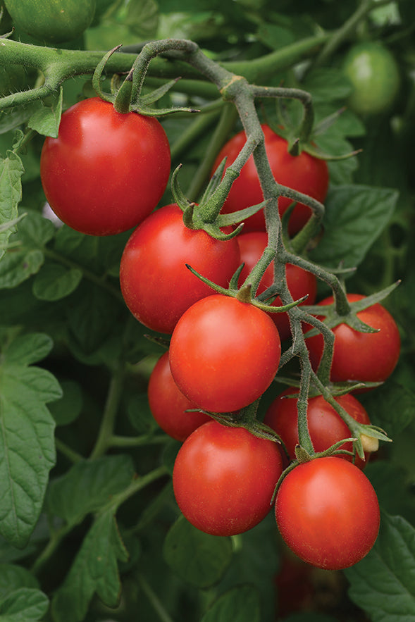 sugar rush tomato