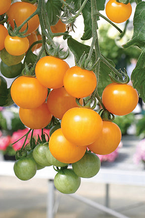 BlushingStar Tomato (F1 Hybrid 70-75 Days)