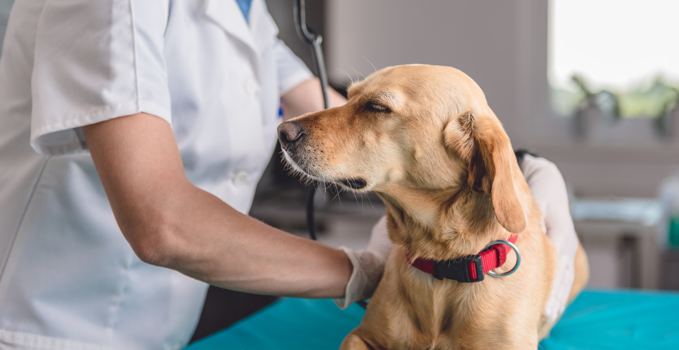 Husten beim Hund Ursachen und Maßnahmen mammaly