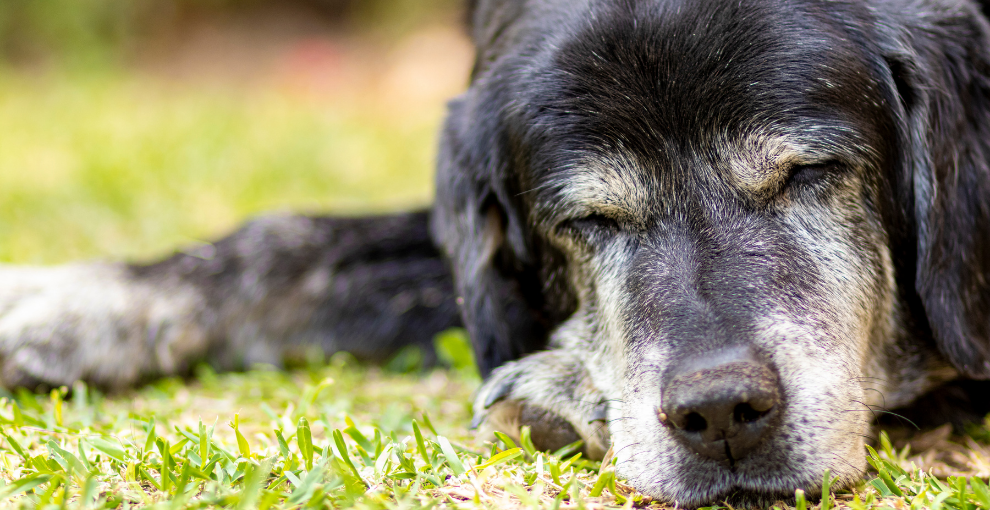 Top 5 Tipps Für Gesunde Gelenke beim Hund mammaly