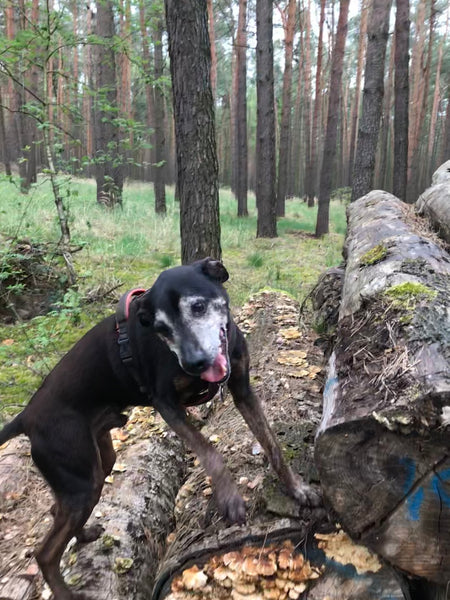 Nacho der Deutsche Pinscher Mix