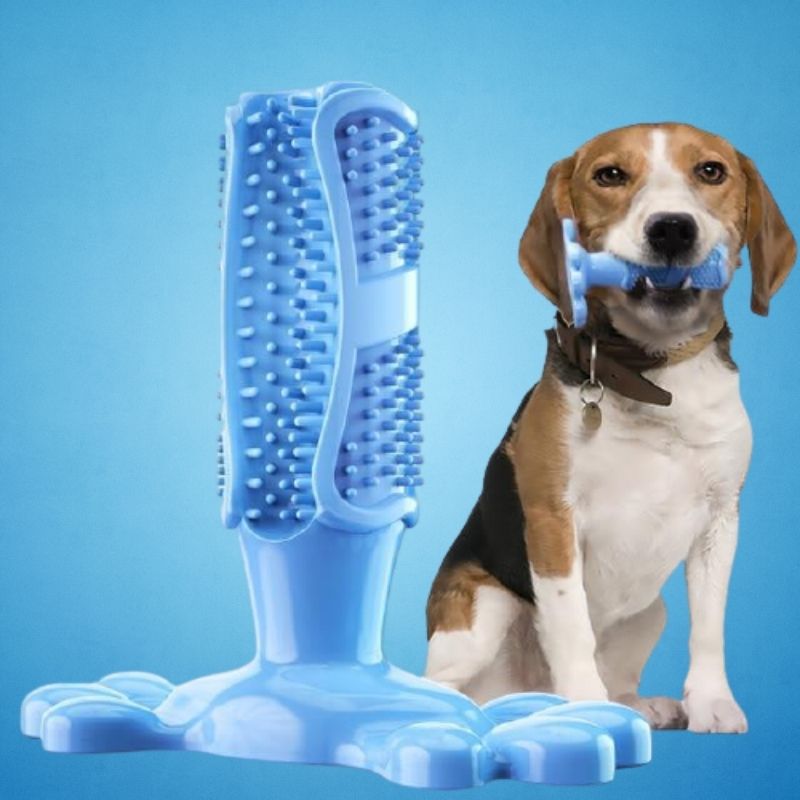 Brosse à dents pour chiens