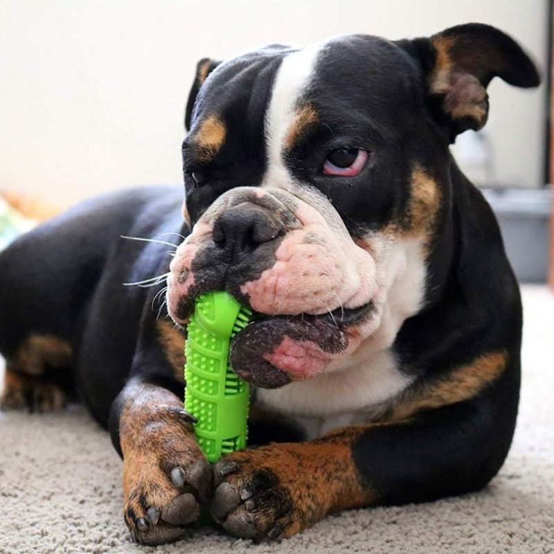 jouet mâcher chien