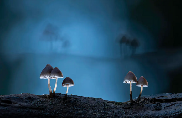 fantastic fungi 