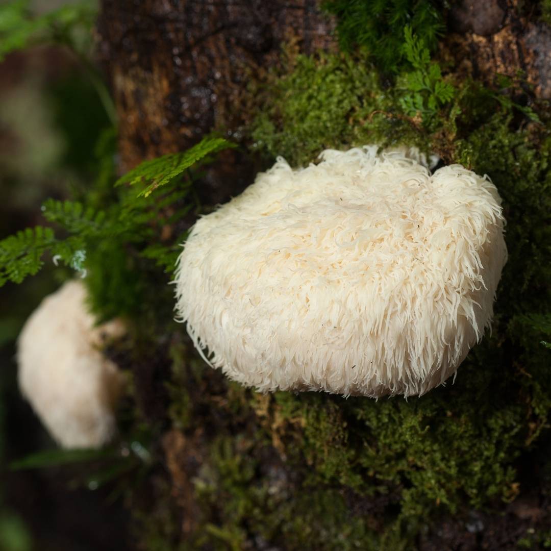 Lion's mane mushrooms growing on a mossy tree