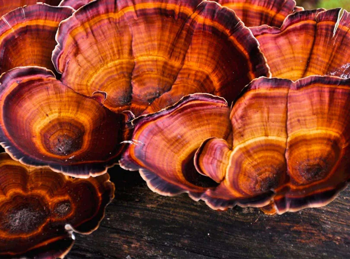 Beautiful reishi mushrooms growing in the wild