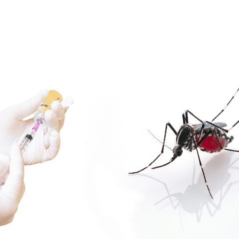 injection on the left, aedes mosquito on the right