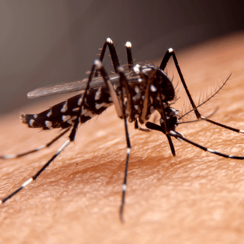 aedes mosquito on skin