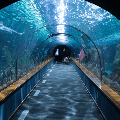 aquarium 