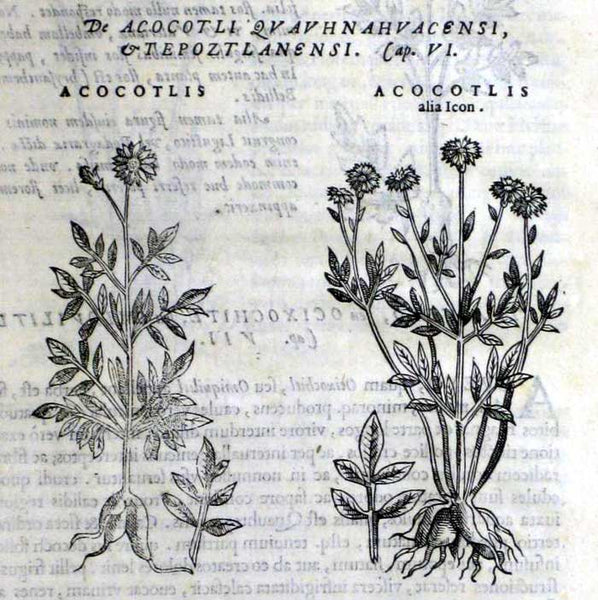 Botanical drawing of dahlia by Francisco Hernandez in Nova plantarum, animalium et mineralium Mexicanorum historia 