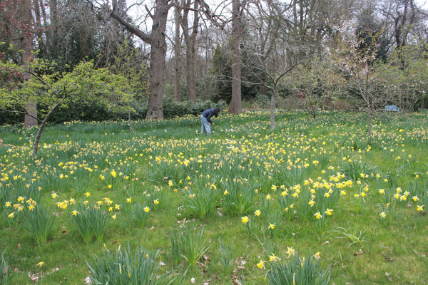 Collecting daffodils at Doddington Place Gardens for natural dye by Juniper & Bliss