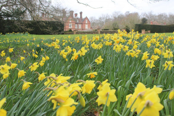 Field of Daffodils in Doddington Place Gardens