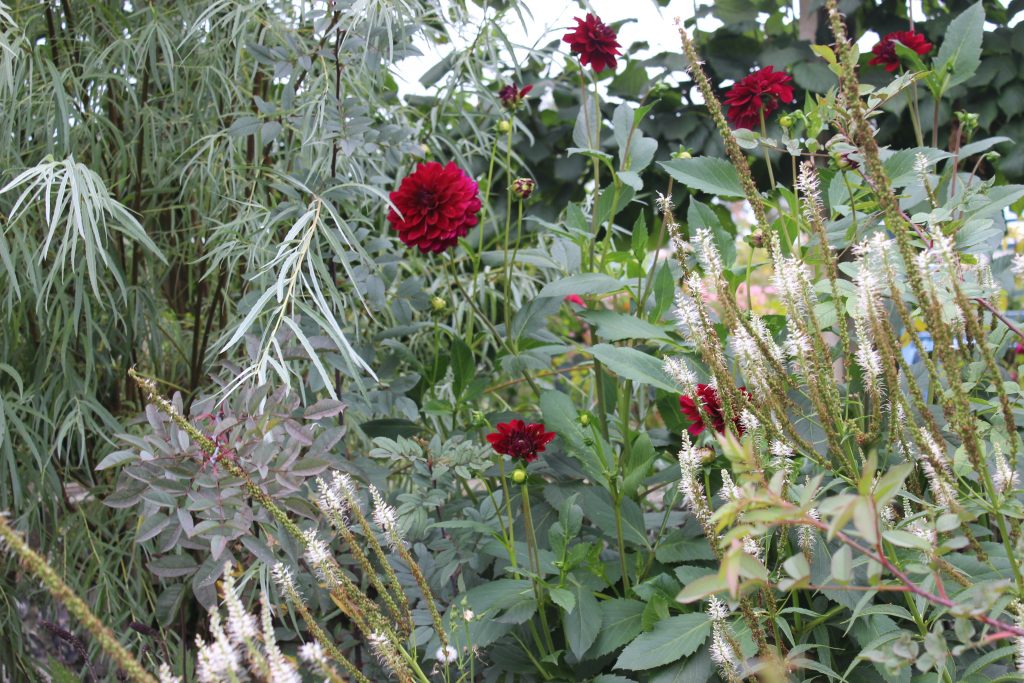 Red dahlias growing in the ghost garden in Doddington Place Garden for use later for natural dyeing by Juniper & Bliss