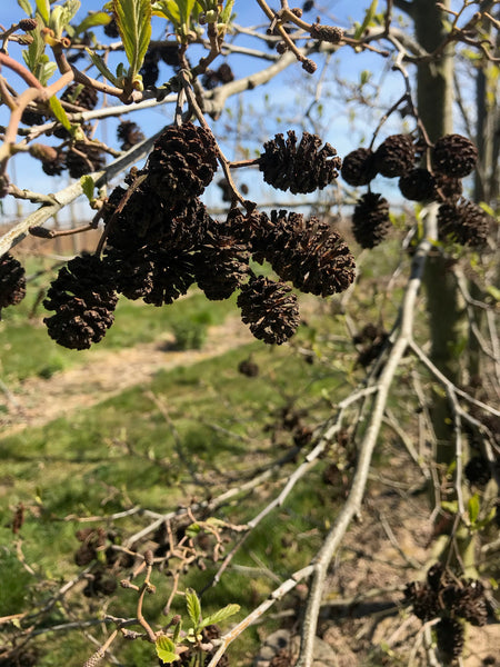 Alder trees are often grown as windbreaks in the vineyards in Kent. The alder cones are a fantastic source of natural dye. 