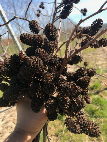 Alder cones are a good source of natural dye for sustainable living and fashon. 