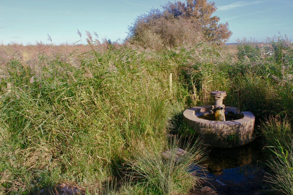 Natural Spring in Oare Marshes used for natural dyeing by Juniper & Bliss