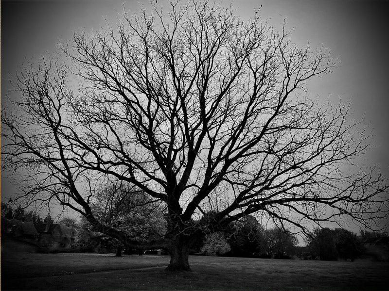 Silhouette of a large American walnut tree  