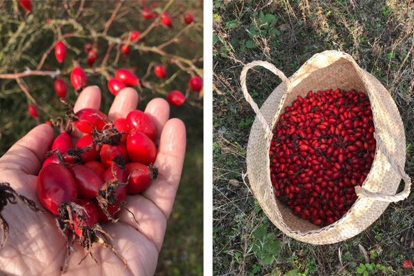 Red rose hips in a basket and foraged rose hips .