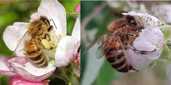 Bees feeding on wild roses