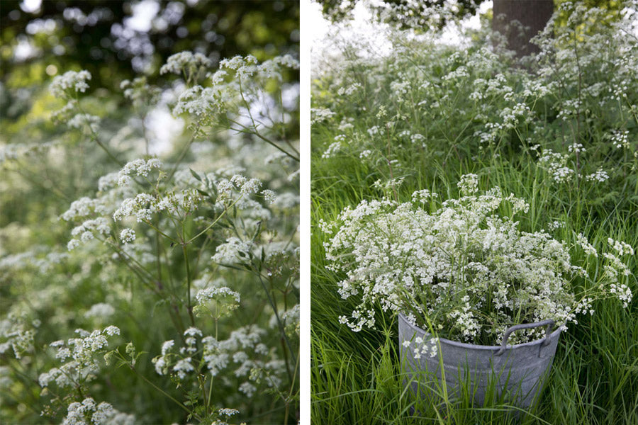 Cow parsley in the field being collected for natural dyed textiles for the Juniper & Bliss studio. We use this for sustainable fashion pieces such as hand woven scarves, velvet cushion covers and eco friendly items for the home. 