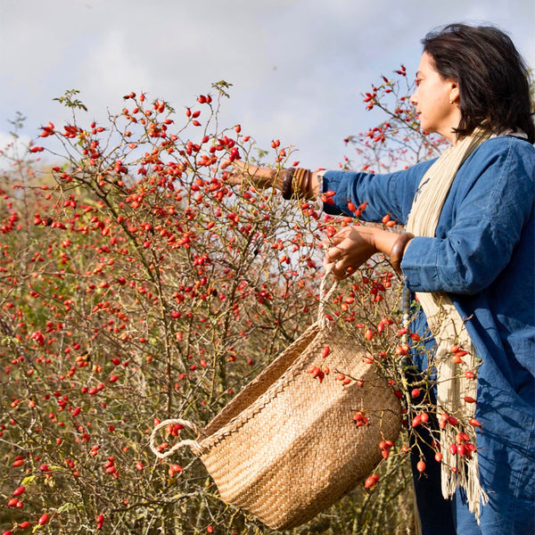 Collecting rose hips for natural dyeing