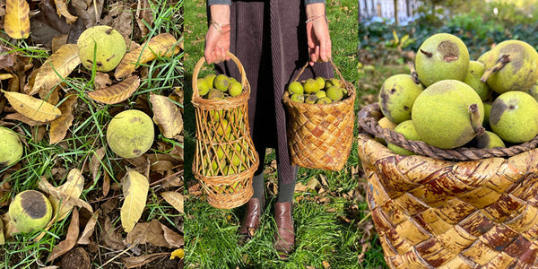 American black walnuts on green grass and in Siberian bark basket