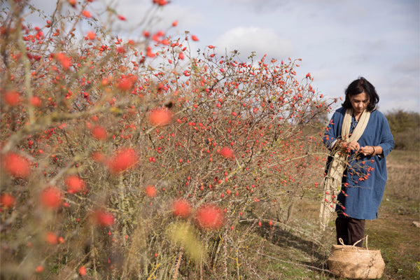 Natural dye with rose hips for eco friendly and sustainable interior design and home decor.