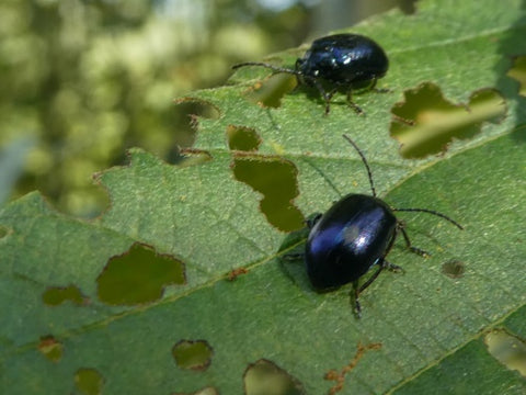Alder leaf beetle