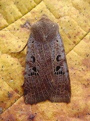 Black Spotted chestnut moth
