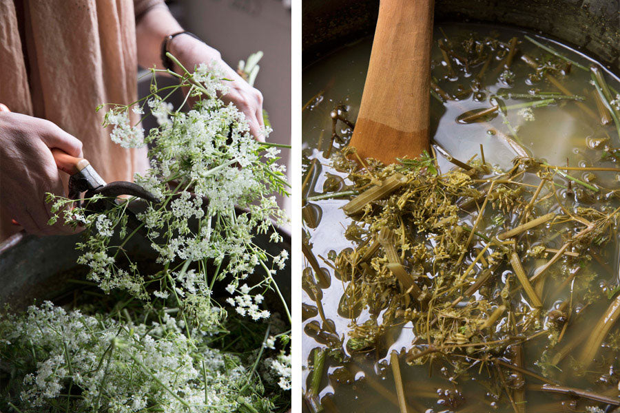 Preparing natural dye with cow parsley for Juniper & Bliss pieces for ethically made sustainable fashion and interior design