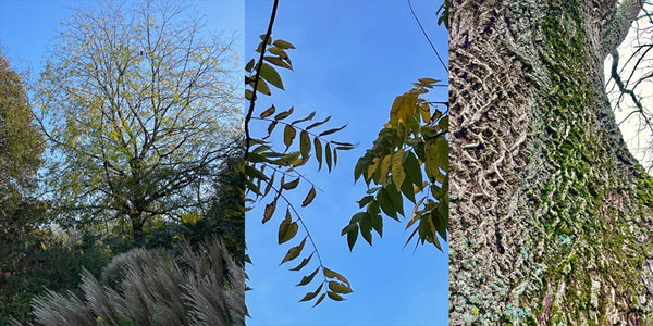 American black walnut tree, leaves and bark against blue sky