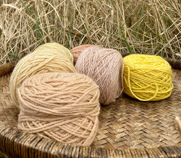 Naturally dyed BFL wool nestling in the tall grasses in the marshes of East Kent. 