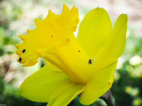Yellow daffodil with tiny bugs and spiders