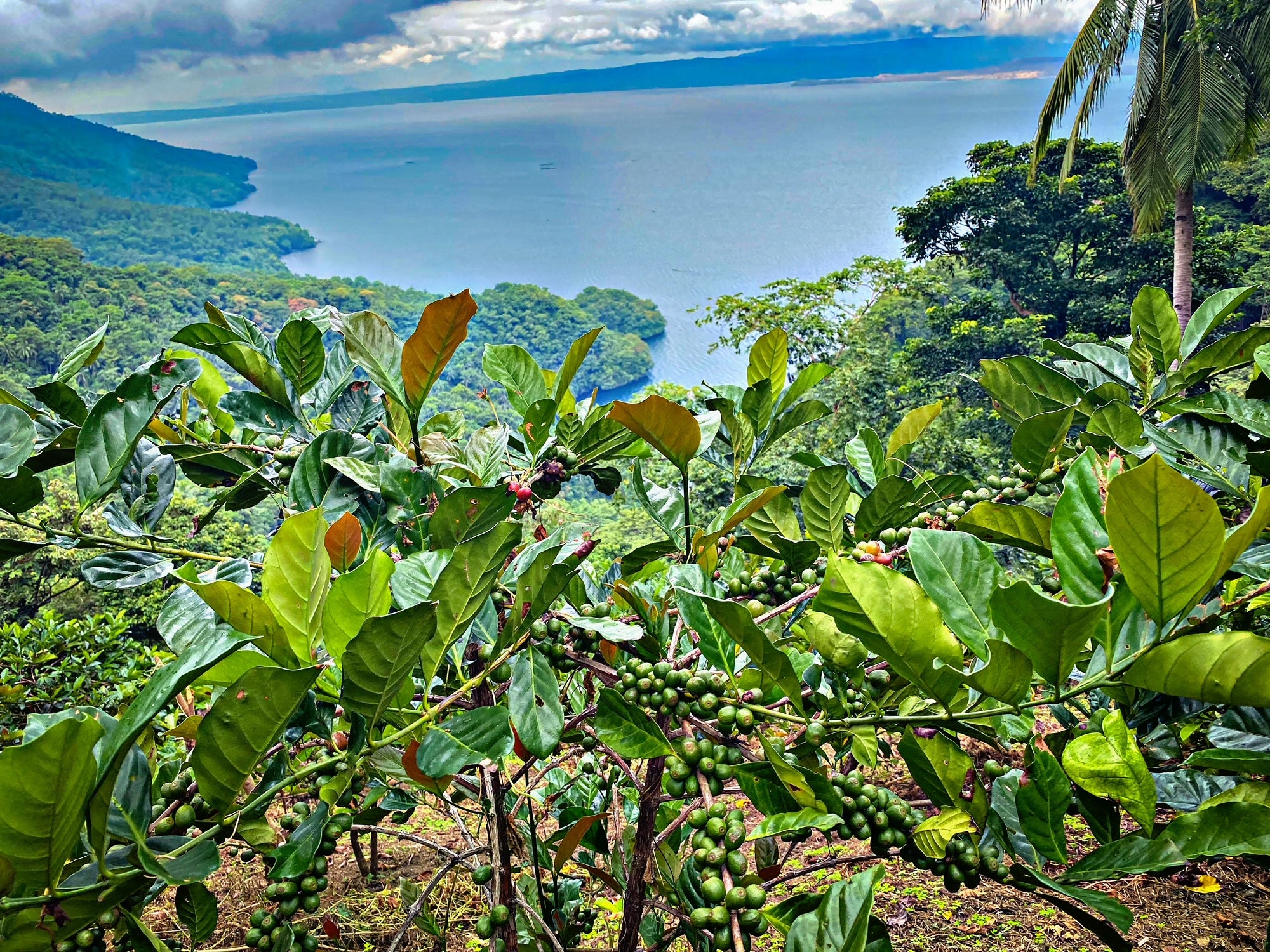 Hinitan Plantation Farm