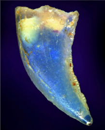 The opalised tooth of an ancient meat-eating dinosaur found in Lightning Ridge, NSW