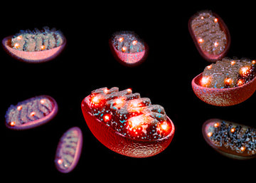 Mitochondria.jpg__PID:8fee86c8-a07d-4239-85be-ccd0c2387f9c