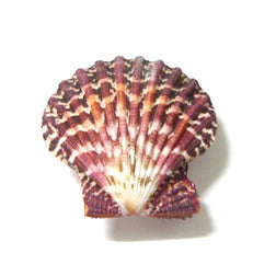 Pallium Pectin Pairs - Seashell - Natural Seashell - Paired
