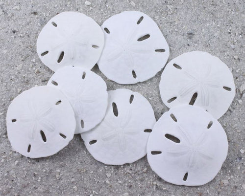 Florida Keyhole Sand Dollar - Mellita Quinquiesperforata - (10 sand dollars  approx. 1-1.25 inches)