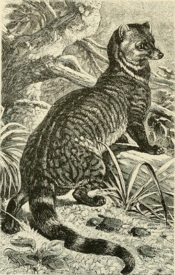 Drawing of a Civet