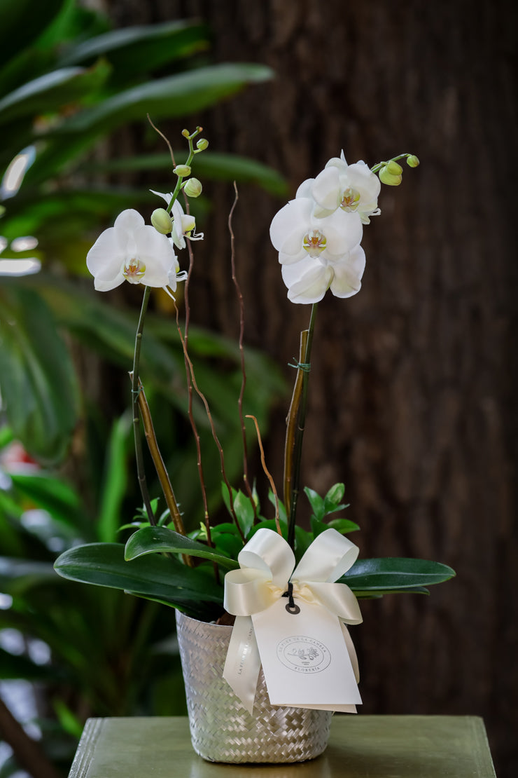 Planta Phalaenopsis – La Flor de la canela