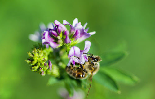 Canadian Products  Bee Maid Honey Limited