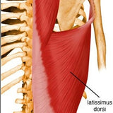 latissimus dorsi