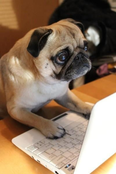 pug on computer