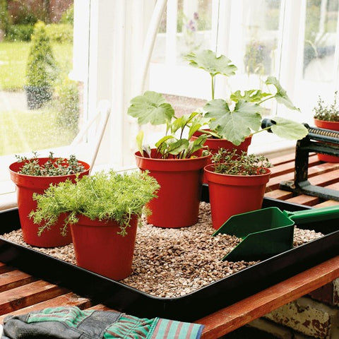 Bandeja para germinacion de plantas